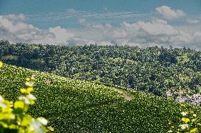 Vineyards In Stuttgart, Germany