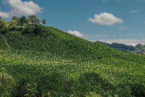 Vineyards In Stuttgart, Germany