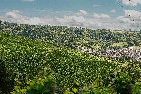 Vineyards In Stuttgart, Germany