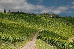 Vineyards In Stuttgart, Germany