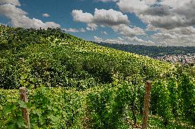 Vineyards In Stuttgart, Germany