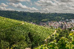 Vineyards In Stuttgart, Germany