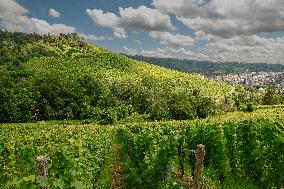 Vineyards In Stuttgart, Germany