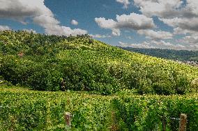 Vineyards In Stuttgart, Germany