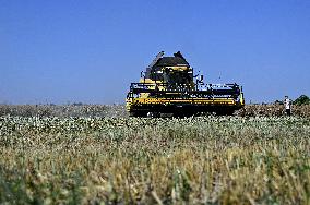 Harvesting rapeseed in Zaporizhzhia region