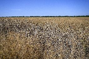 Harvesting rapeseed in Zaporizhzhia region