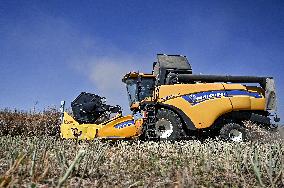 Harvesting rapeseed in Zaporizhzhia region