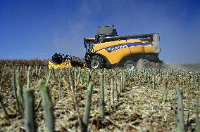 Harvesting rapeseed in Zaporizhzhia region