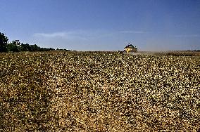 Harvesting rapeseed in Zaporizhzhia region