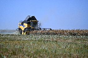 Harvesting rapeseed in Zaporizhzhia region