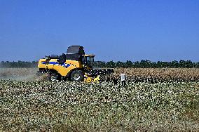 Harvesting rapeseed in Zaporizhzhia region