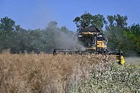 Harvesting rapeseed in Zaporizhzhia region