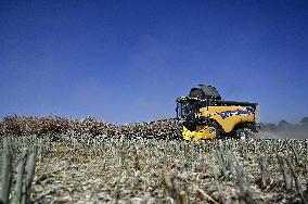 Harvesting rapeseed in Zaporizhzhia region