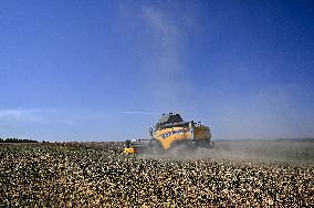 Harvesting rapeseed in Zaporizhzhia region