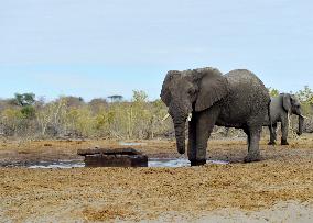 BOTSWANA-ELEPHANT-PIPELINE-DAMAGE