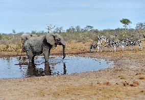 BOTSWANA-ELEPHANT-PIPELINE-DAMAGE