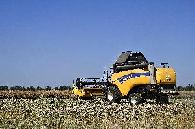 Harvesting rapeseed in Zaporizhzhia region