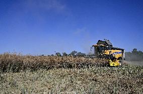 Harvesting rapeseed in Zaporizhzhia region