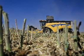 Harvesting rapeseed in Zaporizhzhia region