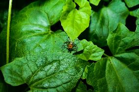 Animal India - Lynx Spider (Oxyopes Sunandae)