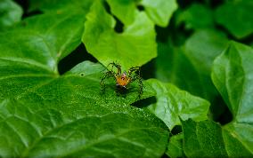 Animal India - Lynx Spider (Oxyopes Sunandae)