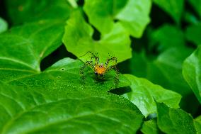 Animal India - Lynx Spider (Oxyopes Sunandae)