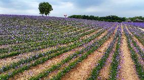 (VistaNingxia)CHINA-NINGXIA-YINCHUAN-DESERT-FLOWER FIELD (CN)