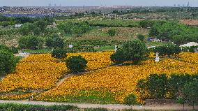 (VistaNingxia)CHINA-NINGXIA-YINCHUAN-DESERT-FLOWER FIELD (CN)