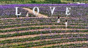 (VistaNingxia)CHINA-NINGXIA-YINCHUAN-DESERT-FLOWER FIELD (CN)