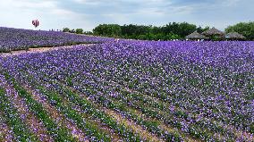 (VistaNingxia)CHINA-NINGXIA-YINCHUAN-DESERT-FLOWER FIELD (CN)