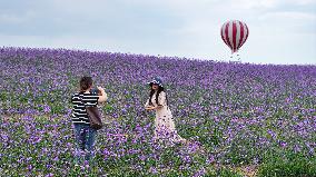 (VistaNingxia)CHINA-NINGXIA-YINCHUAN-DESERT-FLOWER FIELD (CN)