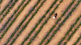 (VistaNingxia)CHINA-NINGXIA-YINCHUAN-DESERT-FLOWER FIELD (CN)