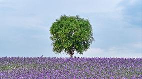 (VistaNingxia)CHINA-NINGXIA-YINCHUAN-DESERT-FLOWER FIELD (CN)