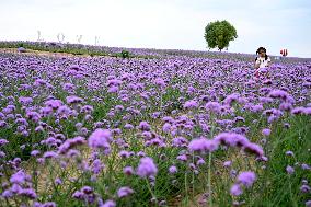 (VistaNingxia)CHINA-NINGXIA-YINCHUAN-DESERT-FLOWER FIELD (CN)