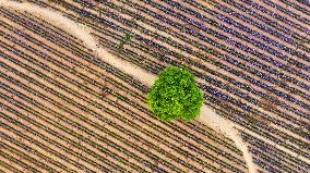 (VistaNingxia)CHINA-NINGXIA-YINCHUAN-DESERT-FLOWER FIELD (CN)