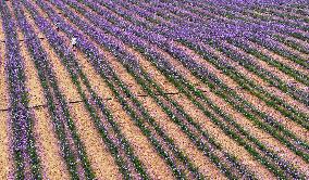 (VistaNingxia)CHINA-NINGXIA-YINCHUAN-DESERT-FLOWER FIELD (CN)