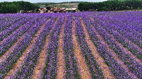 (VistaNingxia)CHINA-NINGXIA-YINCHUAN-DESERT-FLOWER FIELD (CN)