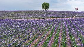 (VistaNingxia)CHINA-NINGXIA-YINCHUAN-DESERT-FLOWER FIELD (CN)