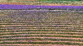 (VistaNingxia)CHINA-NINGXIA-YINCHUAN-DESERT-FLOWER FIELD (CN)