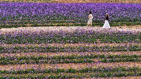 (VistaNingxia)CHINA-NINGXIA-YINCHUAN-DESERT-FLOWER FIELD (CN)