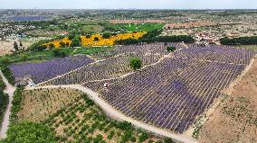 (VistaNingxia)CHINA-NINGXIA-YINCHUAN-DESERT-FLOWER FIELD (CN)