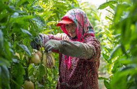 (VistaNingxia)CHINA-NINGXIA-WUZHONG-FACILITY AGRICULTURE (CN)