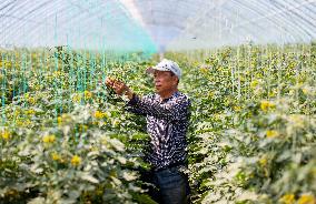 (VistaNingxia)CHINA-NINGXIA-WUZHONG-FACILITY AGRICULTURE (CN)