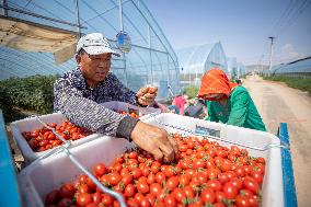 (VistaNingxia)CHINA-NINGXIA-WUZHONG-FACILITY AGRICULTURE (CN)