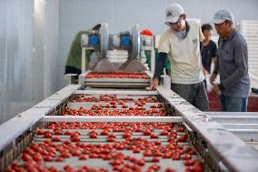 (VistaNingxia)CHINA-NINGXIA-WUZHONG-FACILITY AGRICULTURE (CN)