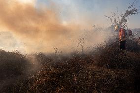 Wildfires In Pantanal