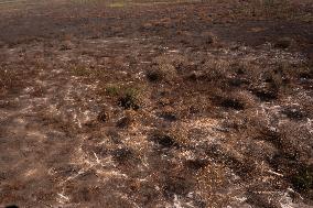 Wildfires In Pantanal