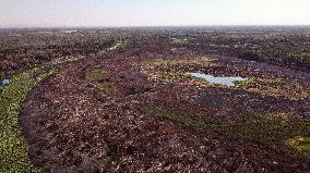 Wildfires In Pantanal