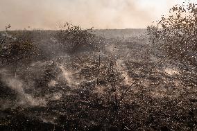 Wildfires In Pantanal