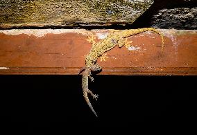 Animal India - Hemidactylus Frenatus - House Gecko